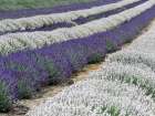 Lavender fields near the town of Zillah Art Print
